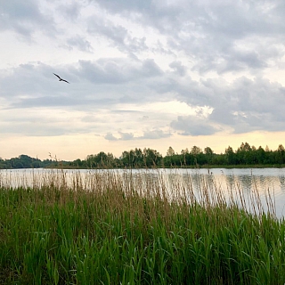 На благоустройство пляжной зоны Юрасовского озера планируют потратить 32 миллиона рублей. Работы начнутся уже в этом году 2