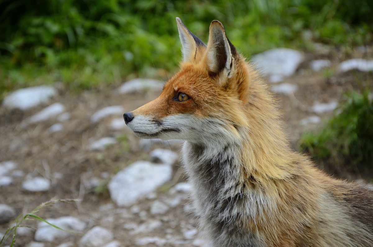 Лисы стали появляться в населенных пунктах Нижегородской области