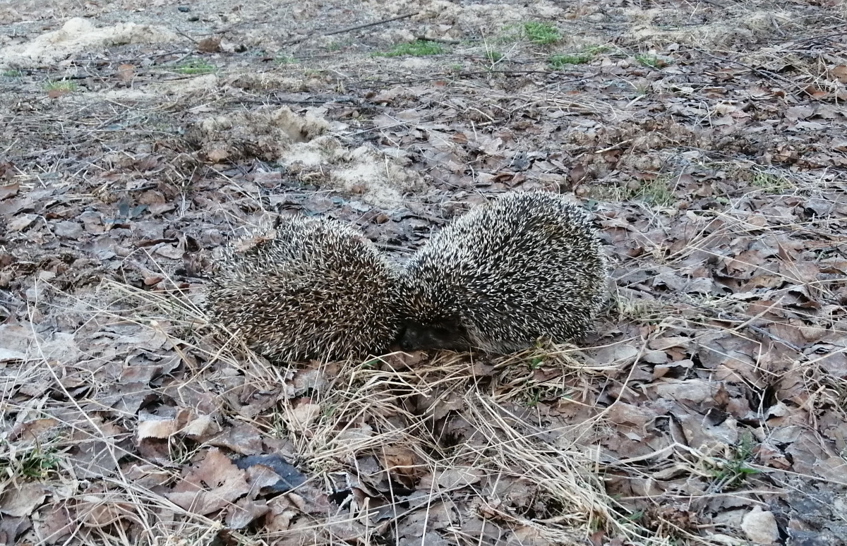 Борские ёжики завоёвывают популярность