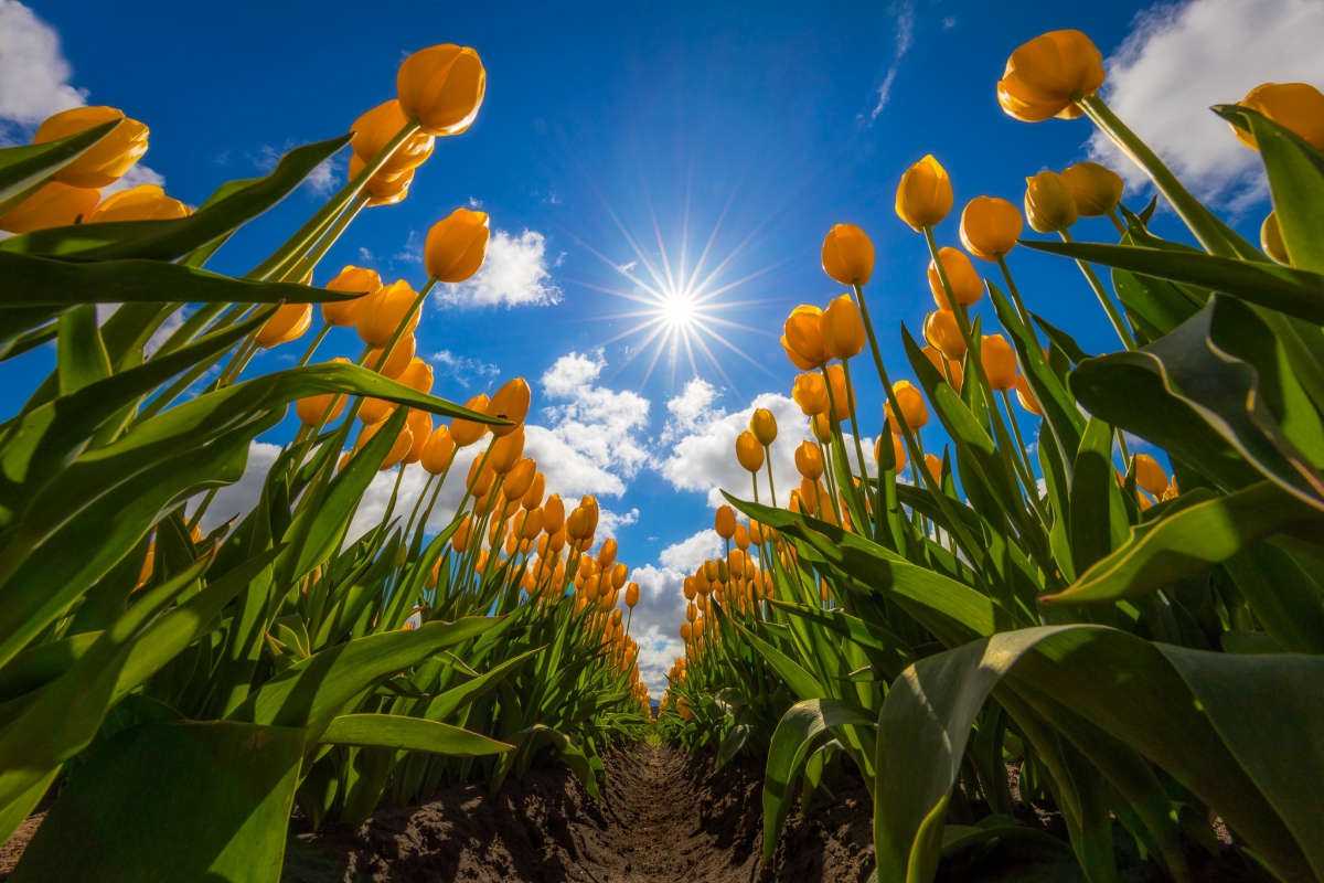 Ано­маль­ная жа­ра при­дет в Ни­же­го­род­скую об­ласть ко Дню По­бе­ды