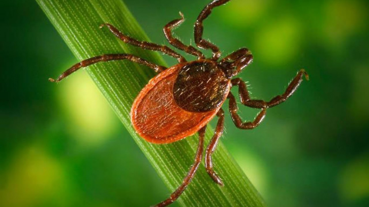 Бо­лее 2,6 ты­сяч гек­та­ров об­ра­бо­та­ли от кле­щей в Ни­же­го­род­ской об­ла­сти