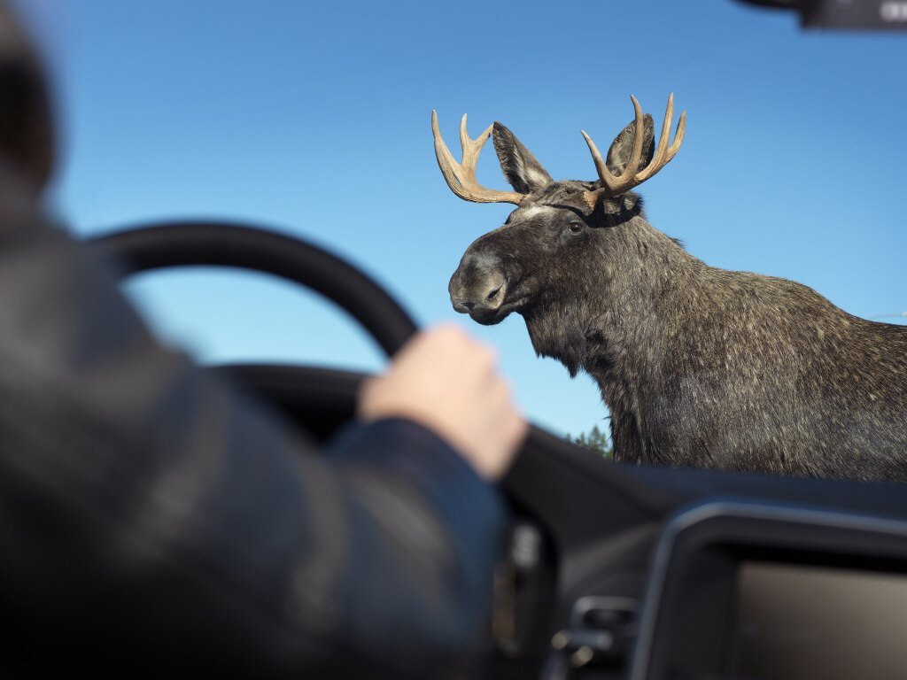 Осторожно! Лоси на борских дорогах