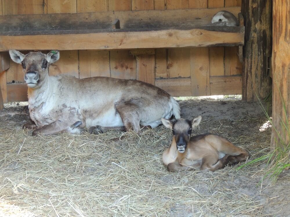 Северный олененок родился в Керженском заповеднике