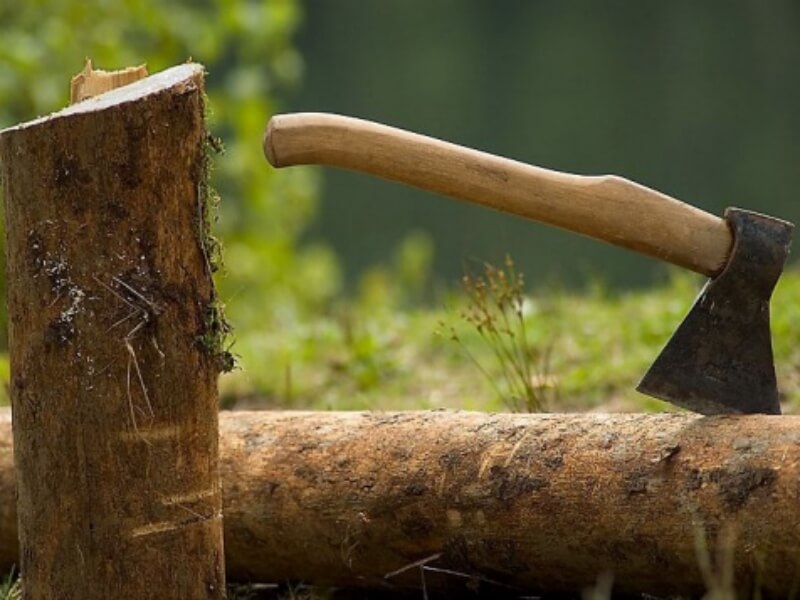 Незаконная рубка леса стоила жителю Бора лишения свободы