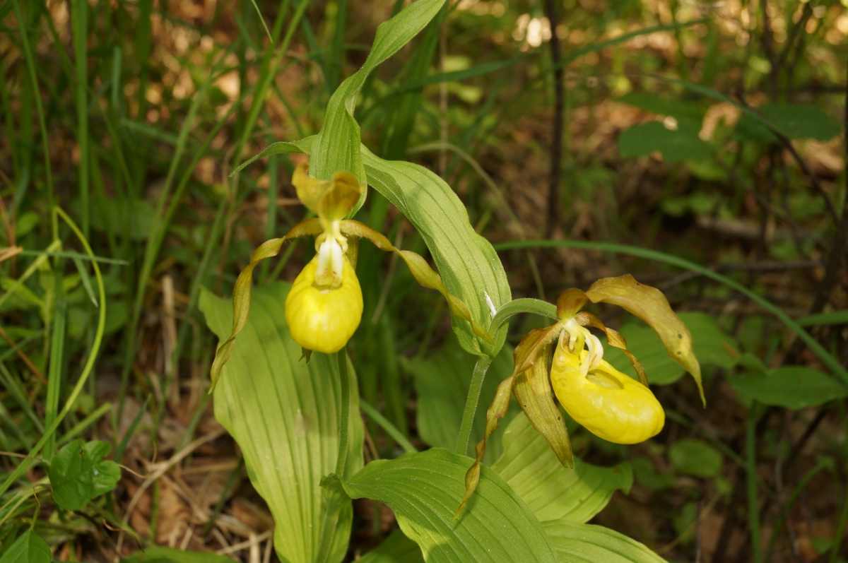 Ботанические новости Керженского заповедника