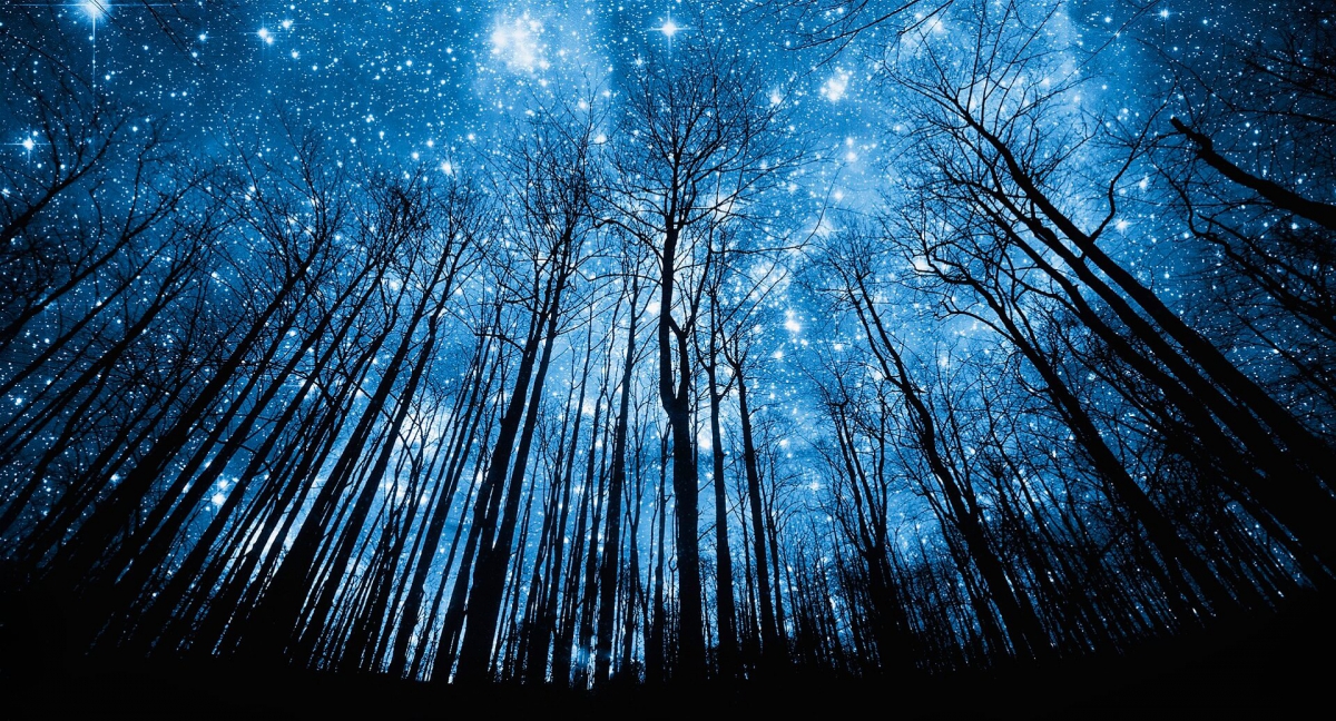 Жители Бора смогут наблюдать на небе уникальный звездопад