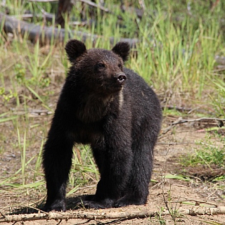Трех полугодовалых медвежат выпустили в дикую природу на территории Керженского заповедника (видео) 1