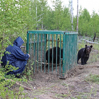 Трех полугодовалых медвежат выпустили в дикую природу на территории Керженского заповедника (видео) 3