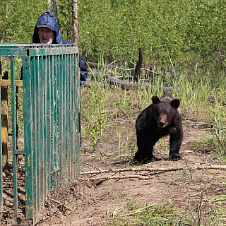 Трех полугодовалых медвежат выпустили в дикую природу на территории Керженского заповедника (видео) 2