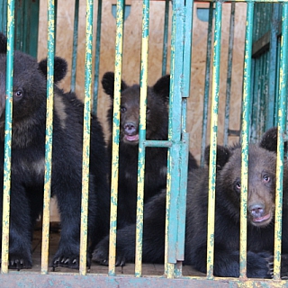 Трех полугодовалых медвежат выпустили в дикую природу на территории Керженского заповедника (видео) 4