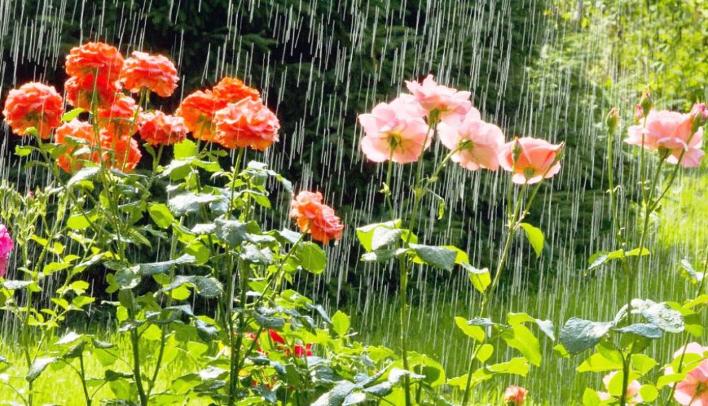 Дожди и грозы ожидают нас в начале недели