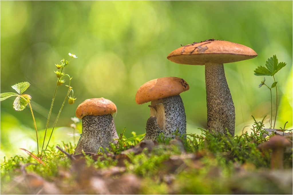 В Борских грибах вредных веществ не обнаружено