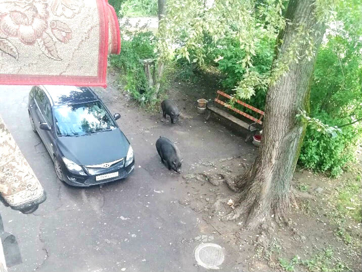 Семейство кабанов разгуливает по Бору