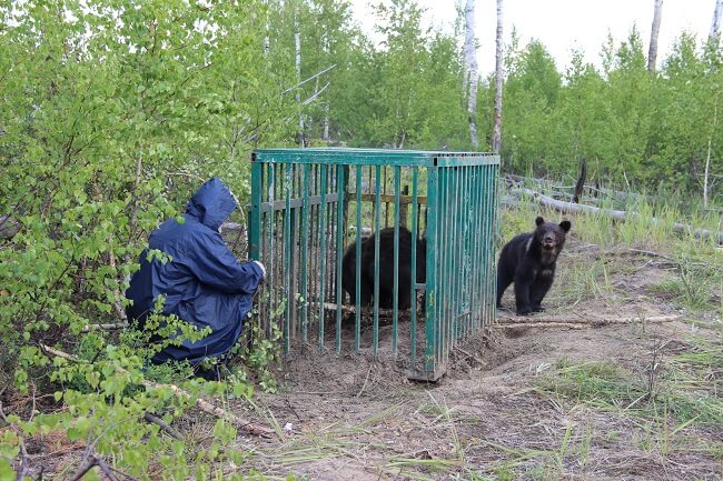 Трех полугодовалых медвежат выпустили в дикую природу на территории Керженского заповедника (видео)