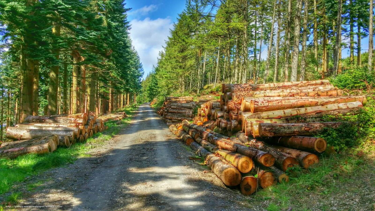 Незаконная рубка лесных насаждений