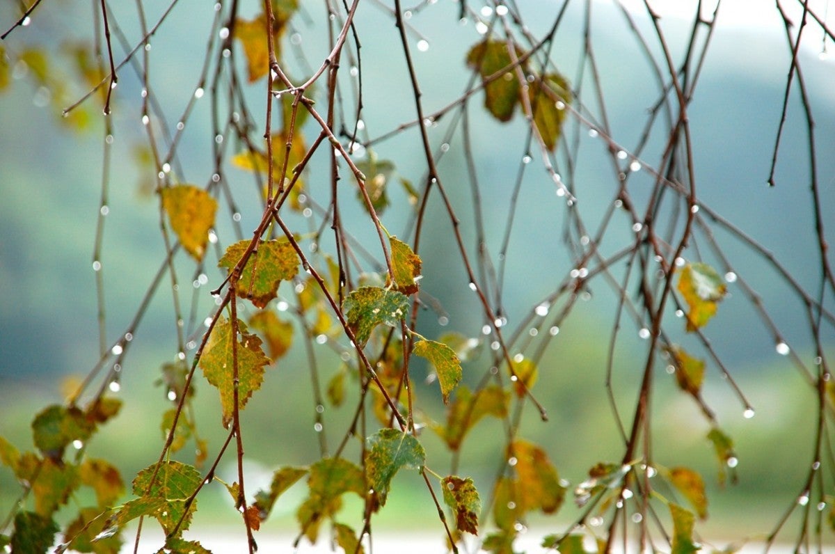 Осень вступает в свои права: тёплую и ясную погоду сменит холод и ненастье