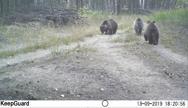 В  Керженском заповеднике фотоловушка зафиксировала медведицу и пятерых медвежат