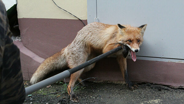 Кремлевскую лису поселили в борских лесах