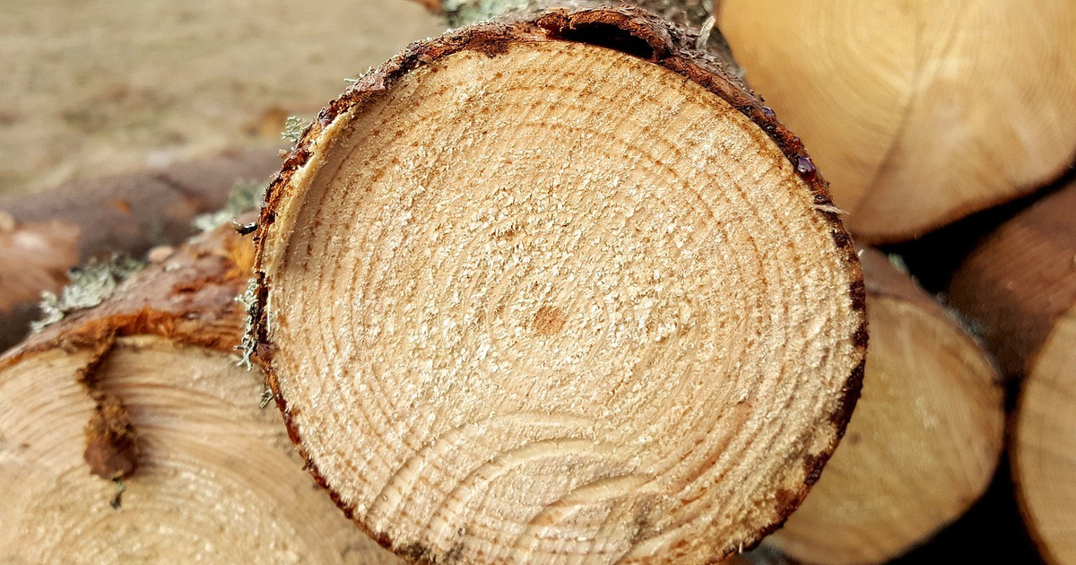 Борские полицейские задержали мужчину, незаконно вырубившего деревья стоимостью более 800 000 рублей