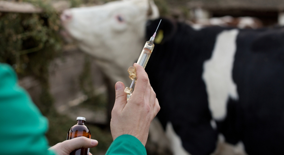 Бо­лее 83 ты­сяч сель­хоз­жи­вот­ных вак­ци­ни­ро­ва­но про­тив бе­шен­ства в Ни­же­го­род­ской об­ла­сти