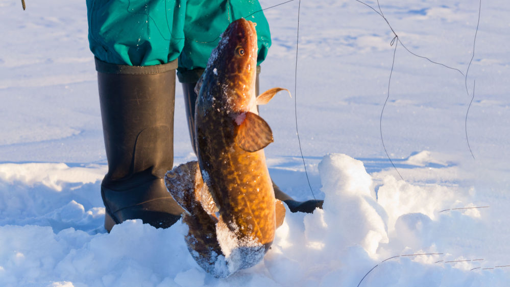 С 20 де­каб­ря за­пре­ща­ет­ся до­бы­вать на­ли­ма в Ни­же­го­род­ской об­ла­сти
