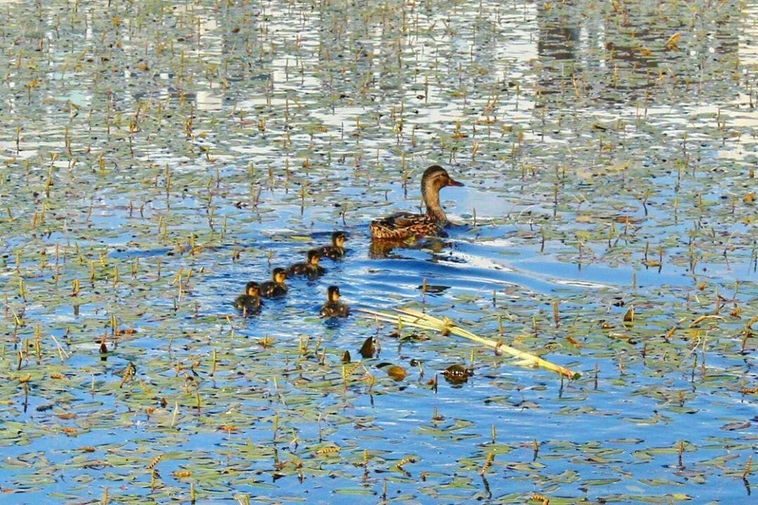 Итоги 2019 года: номинация "Чудо природы"