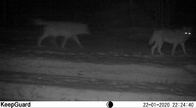 Первые результаты зимнего маршрутного учета в Керженском заповеднике