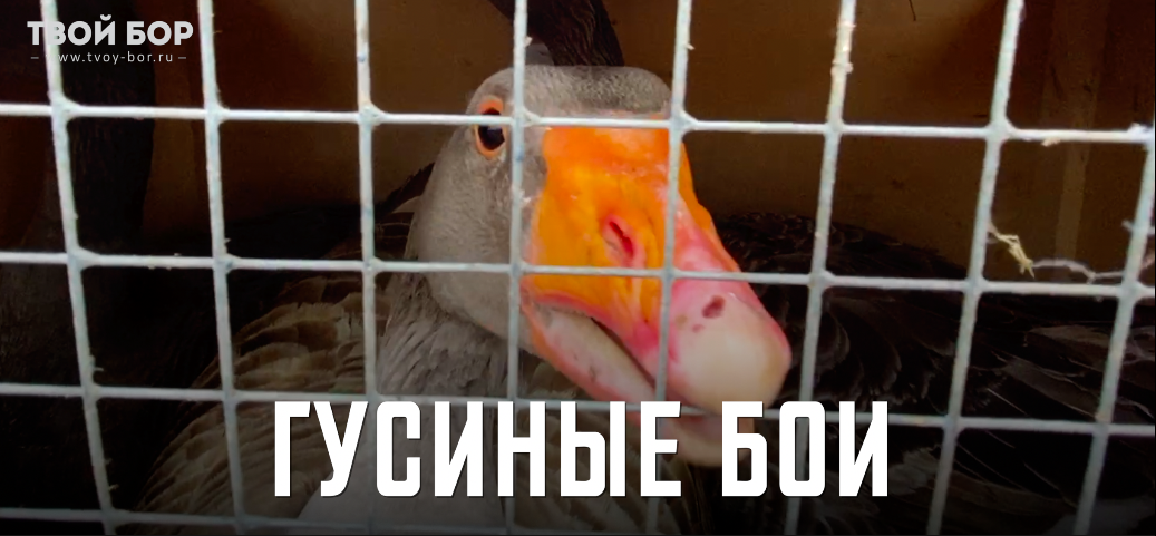 ТВОЙ БОР ТВ. Гусиные бои. Каликино 2020