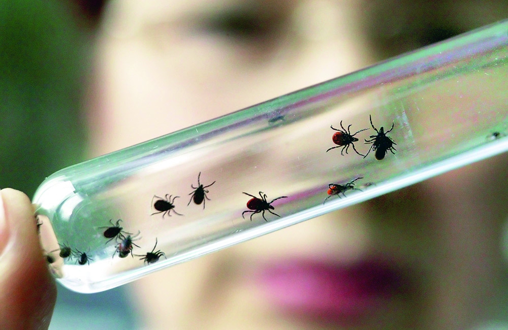 26 жителей Нижегородской области обратились в медицинские учреждения с укусами клещей