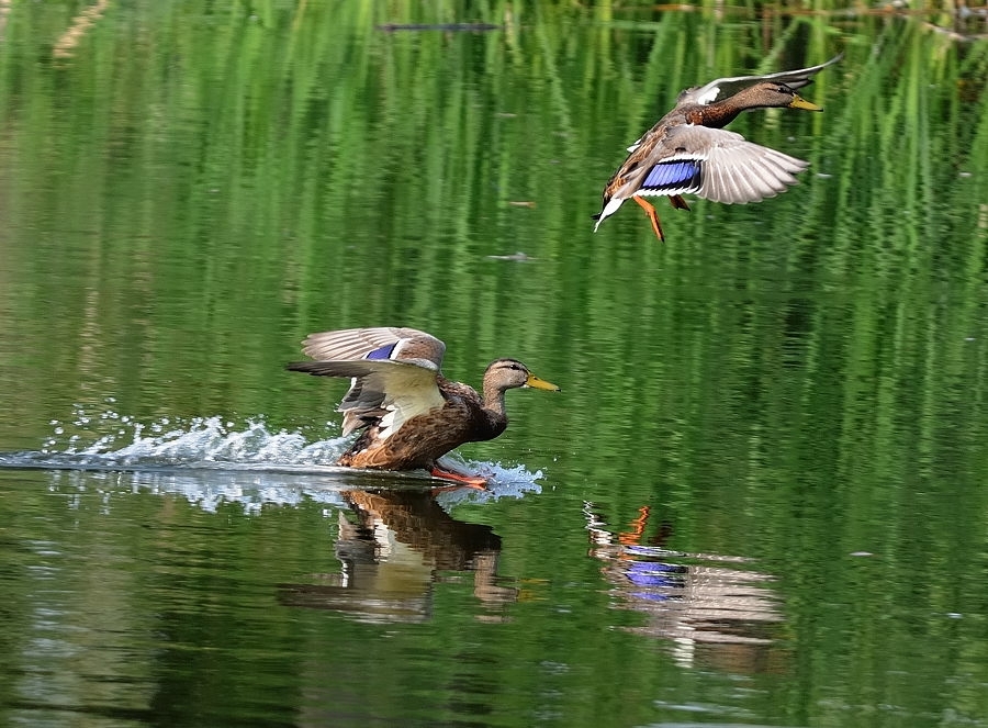 Сезон охоты на пернатую дичь откроют в Нижегородской области с 11 апреля