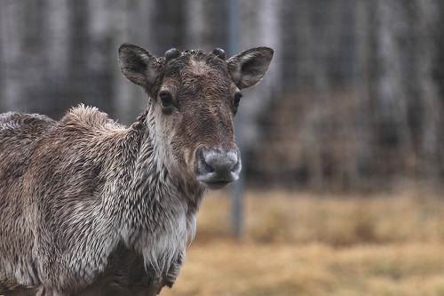 Еще один молодой олень готовится к выпуску в природу в Керженском заповеднике
