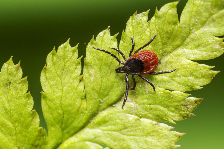 18 энцефалитных клещей выявили в Нижегородской области