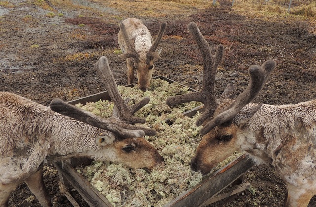 Уникальные кадры с новорожденными лосятами сняли в Нижегородской области