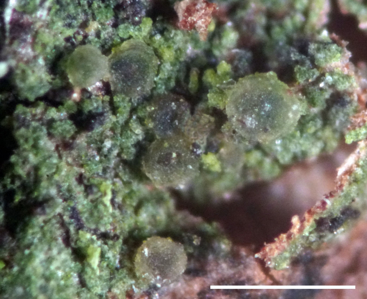 Находка мирового уровня в Керженском заповеднике