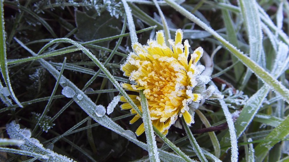 Ночные заморозки ждут Нижегородскую область