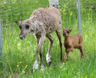 Шестой северный олененок родился в Керженском заповеднике