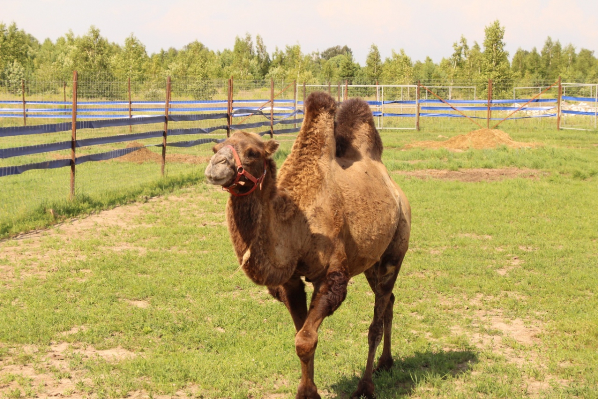 Создатели оленьей фермы на Бору планируют открыть эко-парк