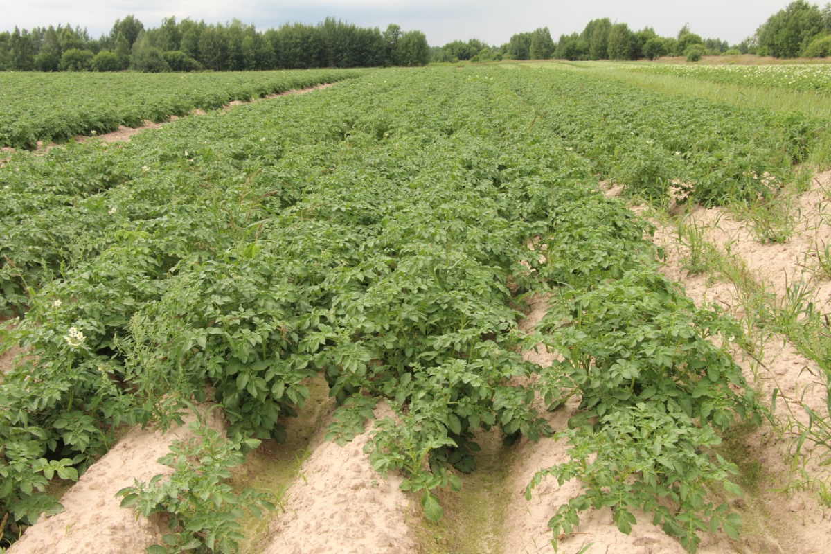 В Борском городском округе прошел традиционный День поля