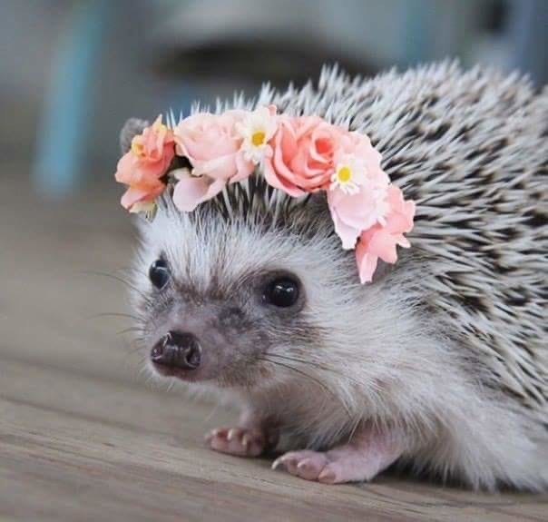 Семейство ежей стало причиной массовой аварии на Бору