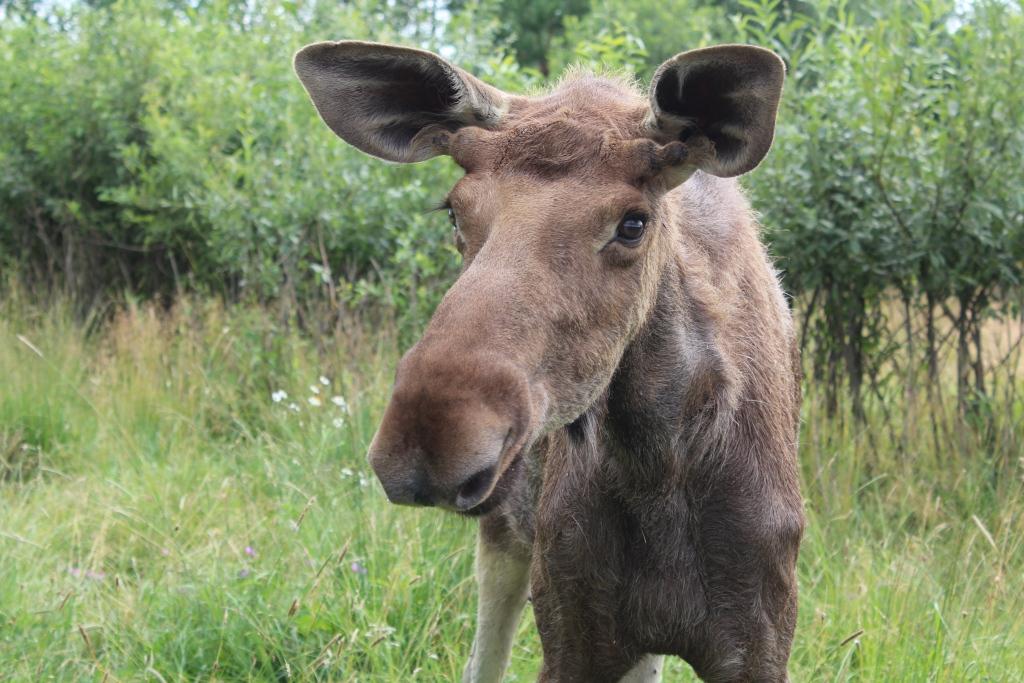 Популяция лосей увеличилась на тысячу особей в Нижегородской области