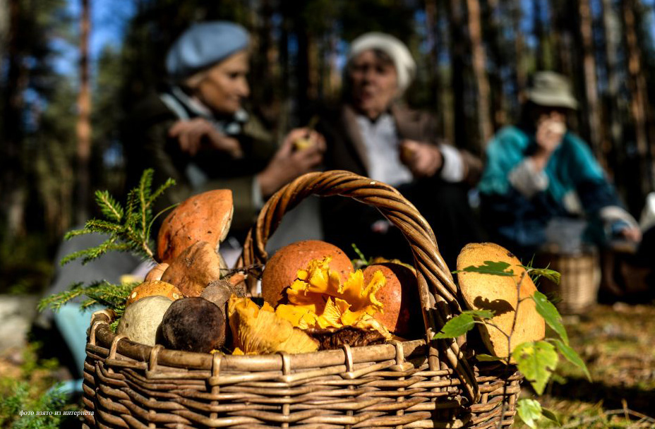 В Нижегородской области одиннадцать человек отравились грибами