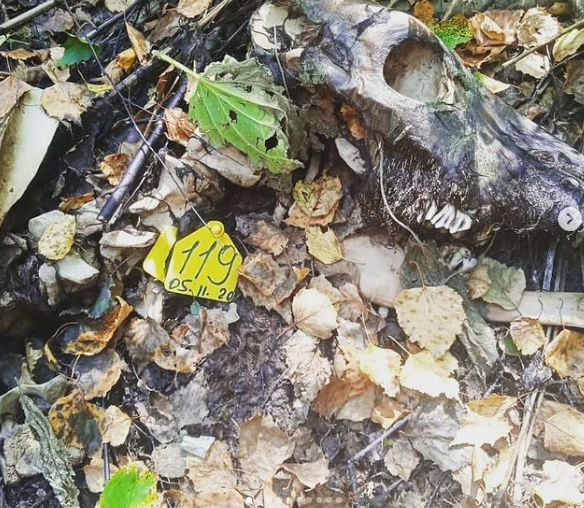 На Бору найдены трупы животных