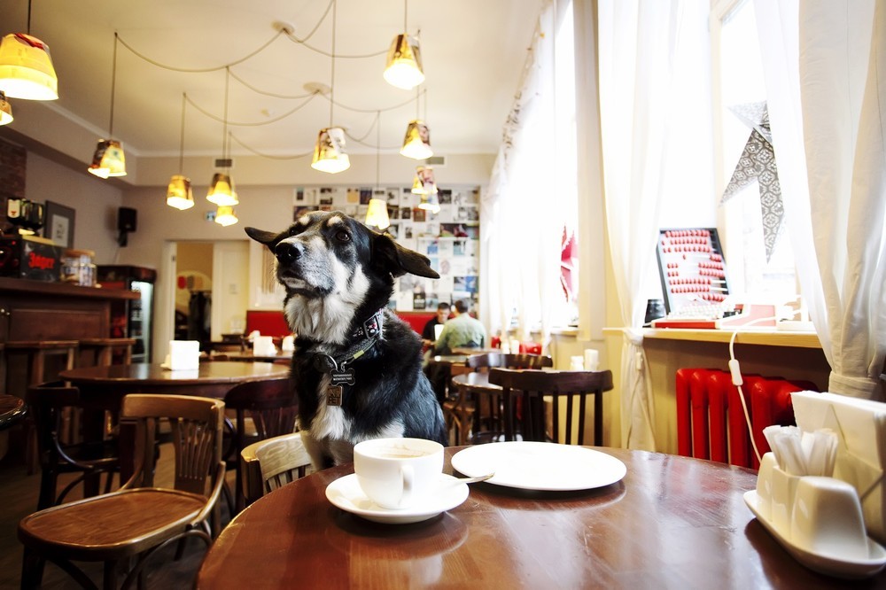 Большинство кафе не Бору оказалось не «dog-friendly»