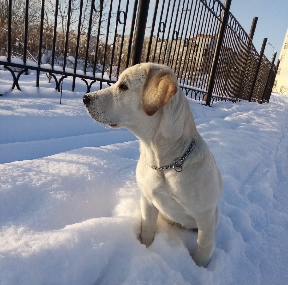 Кинологическая служба МЧС откроется на Бору