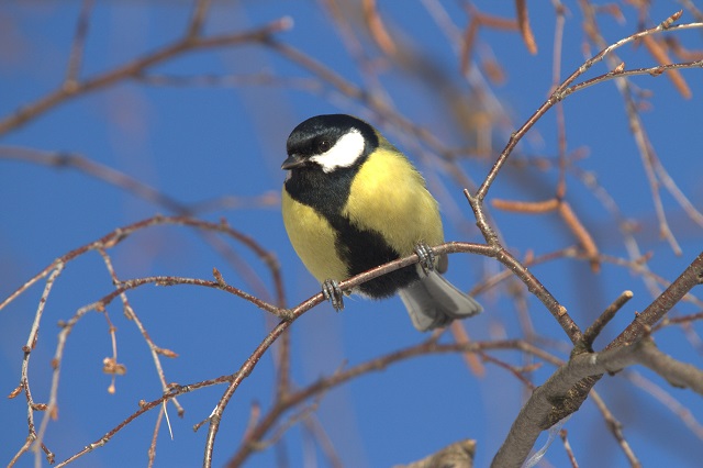 Предвесенье наступило в Керженском заповеднике