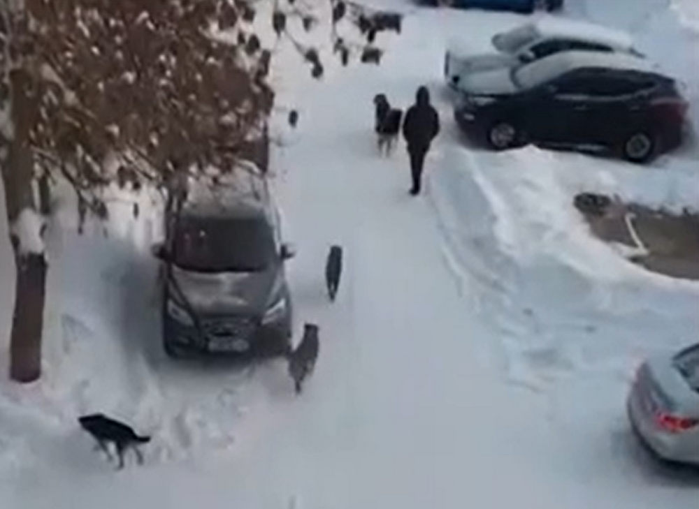 Бездомные собаки терроризируют жителей Бора