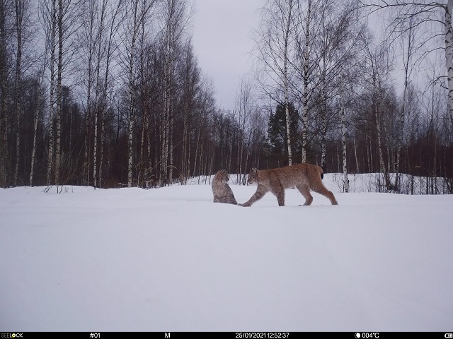 Фотоловушка, установленная в Керженском заповеднике, зарегистрировала рысь с двумя котятами-сеголетками