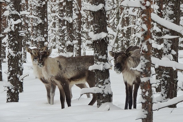 Февральские зарисовки из жизни северных оленей в Керженском заповеднике