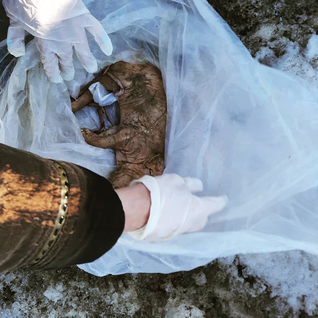 Труп поросенка нашли на борской улице