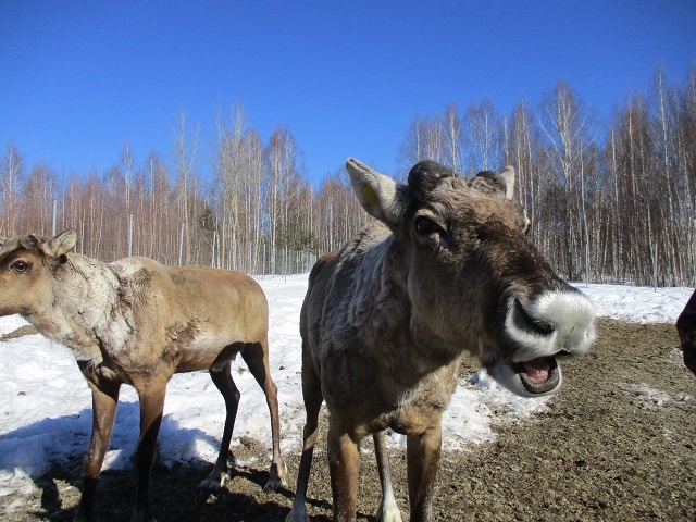 Мартовский репортаж из вольеров Керженского заповедника
